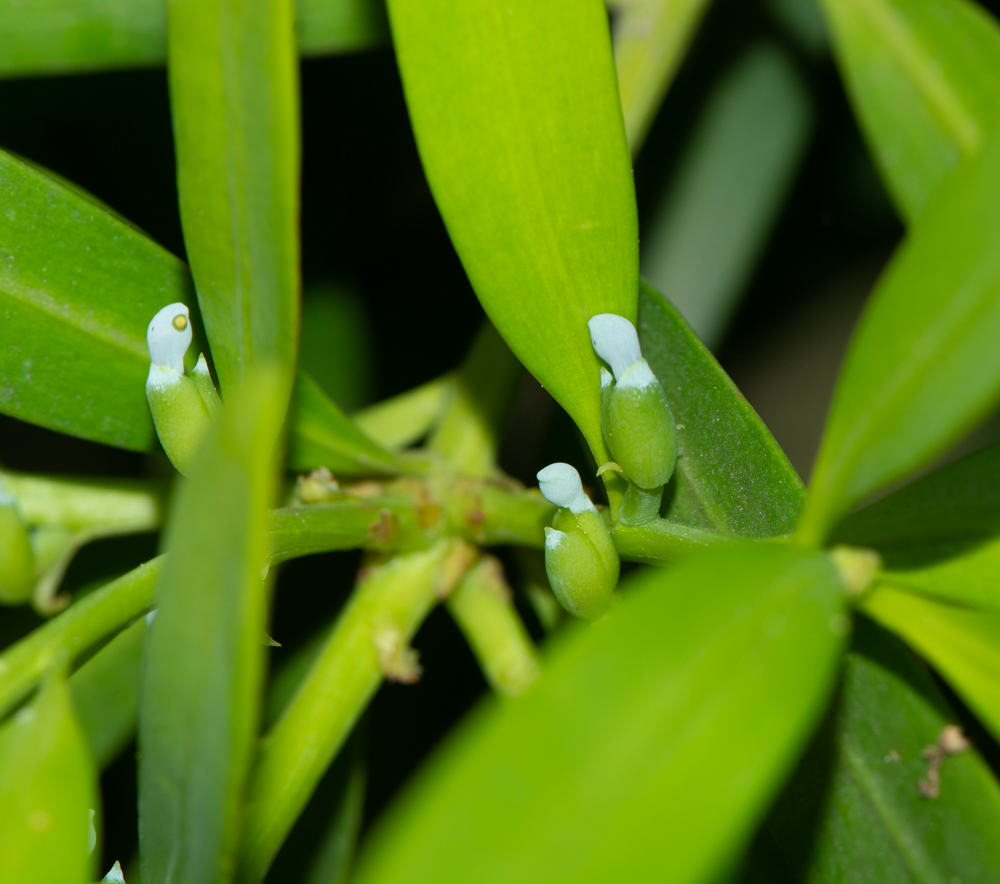 Image of Podocarpus elatus specimen.