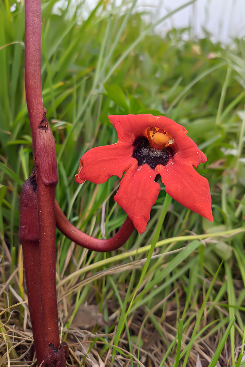 Изображение особи Phelypaea coccinea.