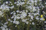 Saxifraga spinulosa