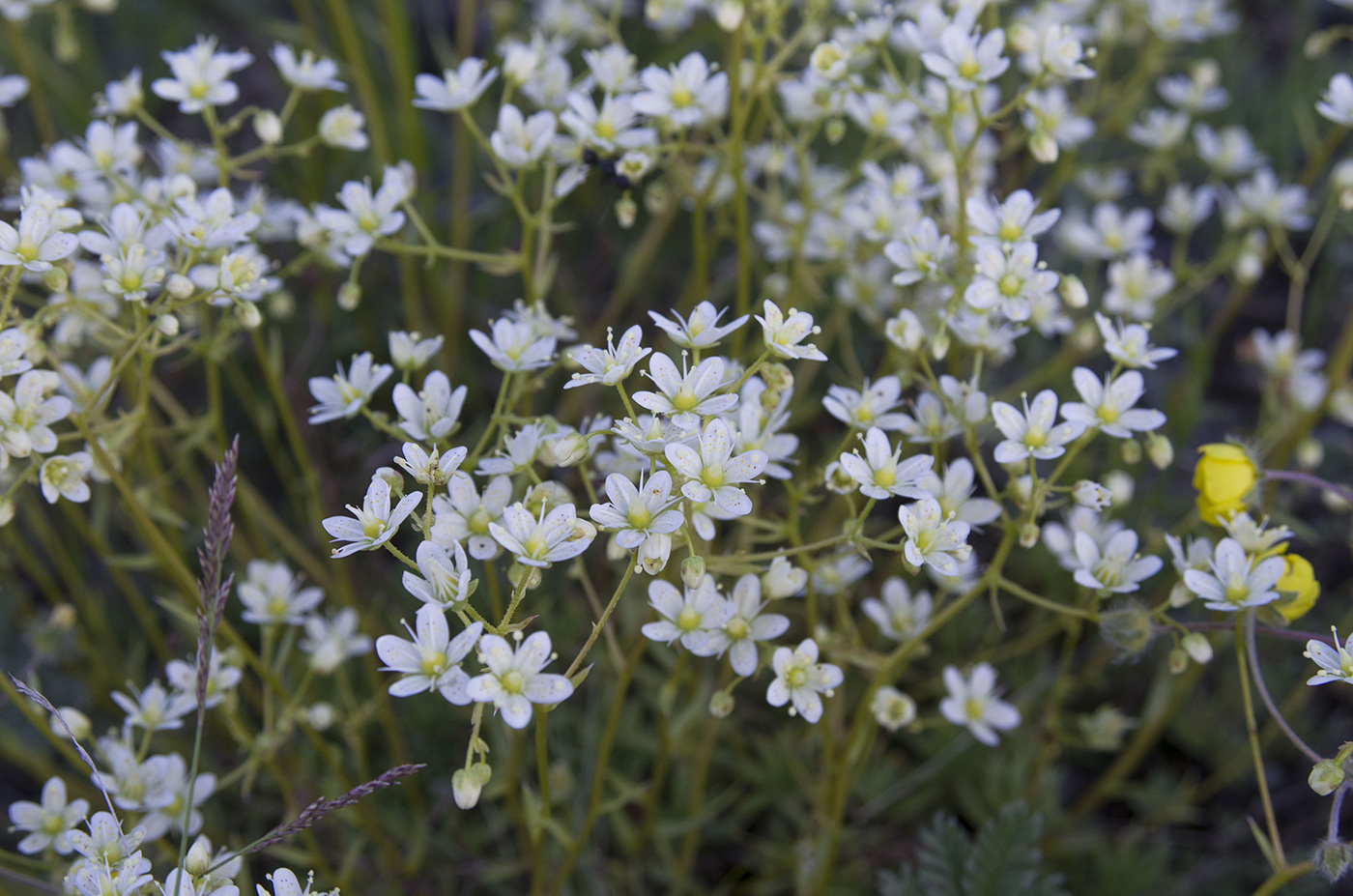 Изображение особи Saxifraga spinulosa.