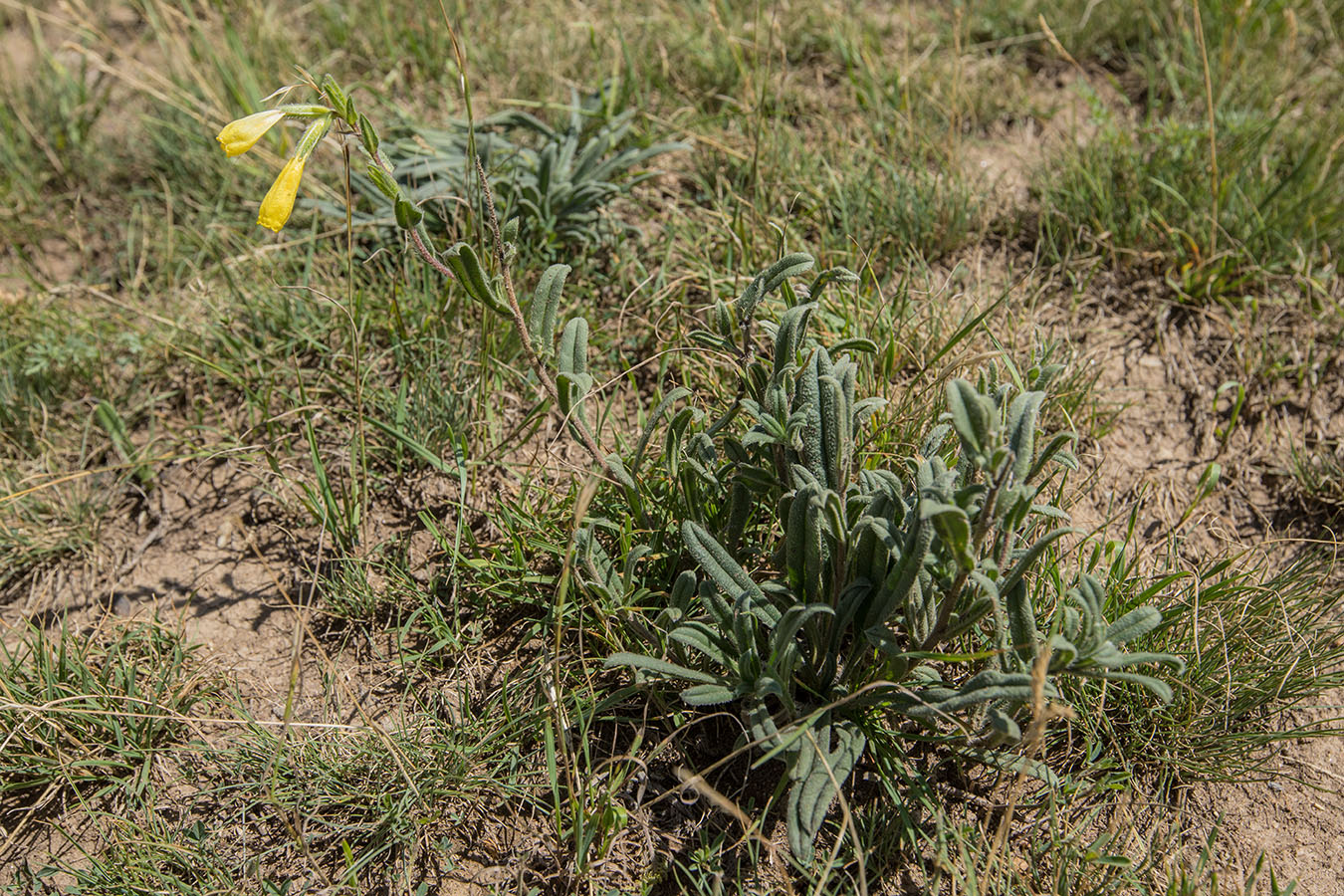 Image of Onosma caucasica specimen.