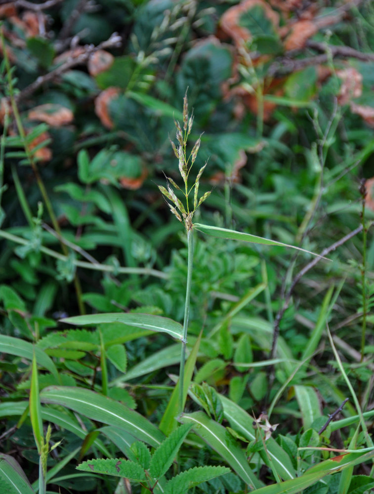 Изображение особи Spodiopogon sibiricus.