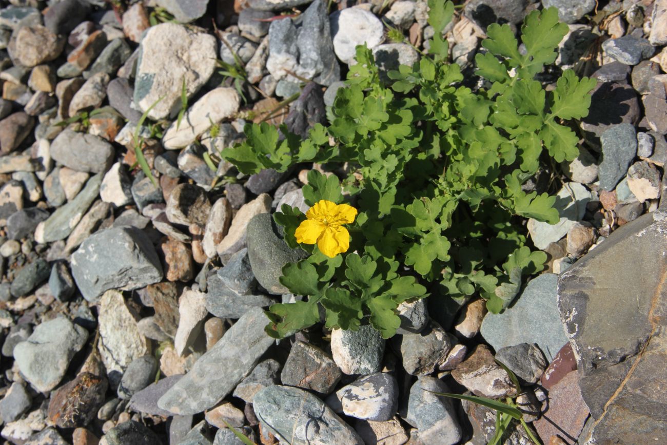 Изображение особи Chelidonium asiaticum.