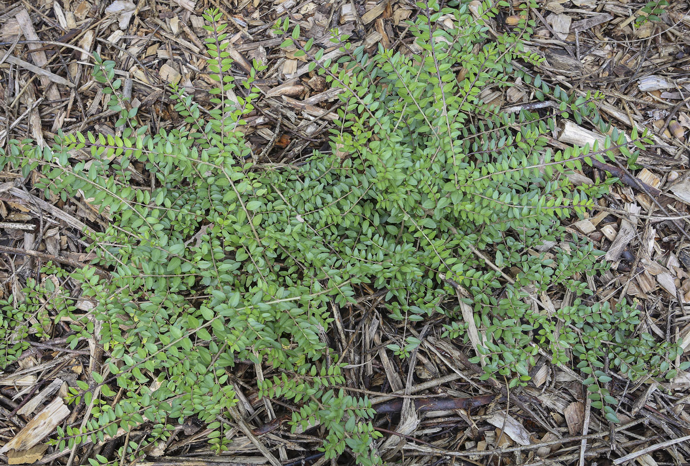 Image of Lonicera ligustrina var. pileata specimen.