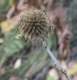 Echinops ruthenicus. Соплодие. Пермский край, Кунгурский р-н, окр. с. Филипповка, гора Ледяная, крутой слабо задернованный склон. 12.09.2021.