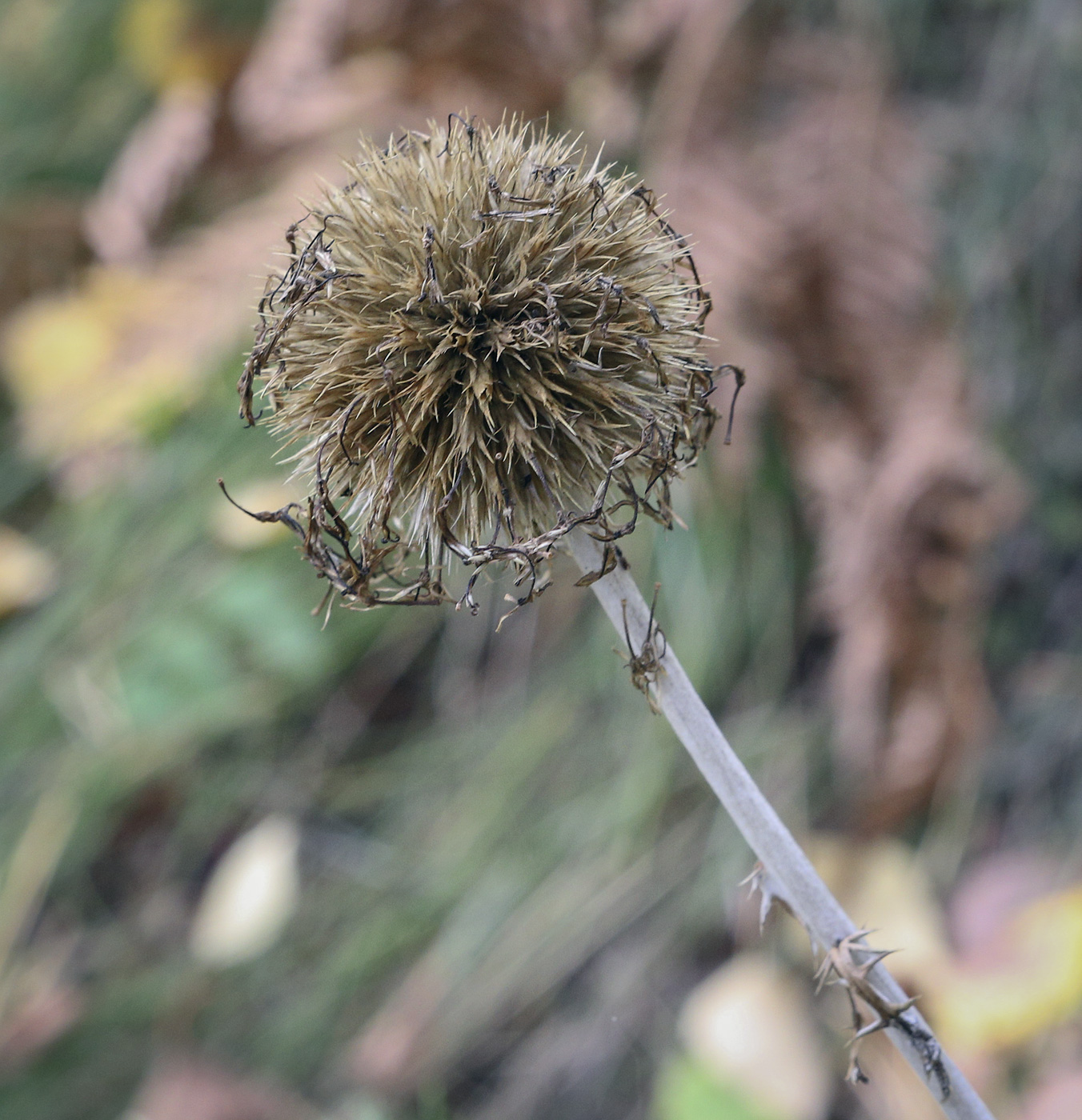 Image of Echinops ruthenicus specimen.