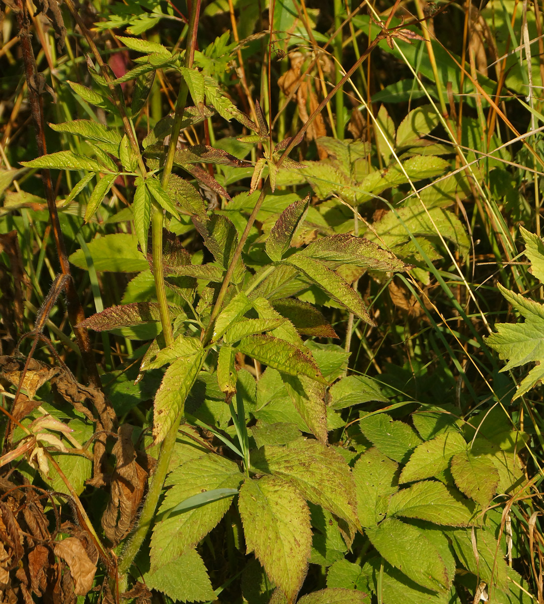 Image of Chaerophyllum aromaticum specimen.