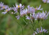 genus Aster