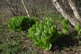 Veratrum lobelianum. Растения в начале вегетации. Северная Осетия, Ирафский р-н, турбаза \"Порог неба\"; хр. Танадор, западное подножие горы Кубус, 1700 м н.у.м., берёзовая рощица. 03.05.2022.