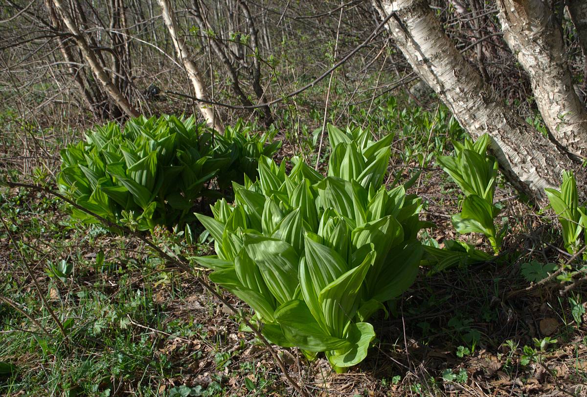 Image of Veratrum lobelianum specimen.