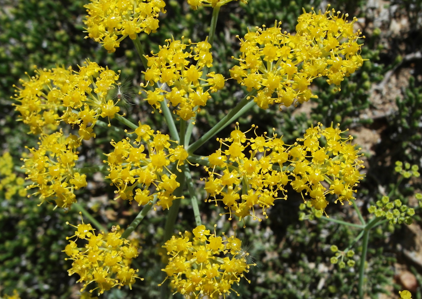 Изображение особи Ferula syreitschikowii.