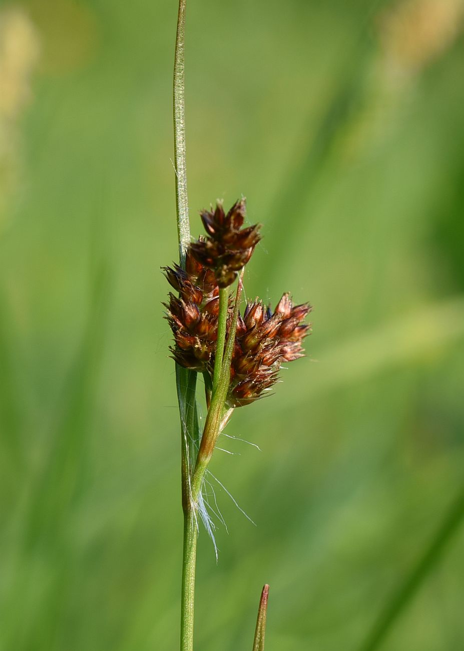 Изображение особи Luzula multiflora.