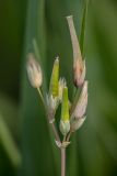 Cerastium perfoliatum