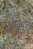 Myosotis micrantha. Цветущие и плодоносящие растения (на переднем плане - листья Artemisia campestris). Ленинградская обл., окр. пос. Большая Ижора, побережье Финского залива, прибрежный леймусово-пижмово-овсяницевый луг на песке за береговым валом. 29.05.2022.