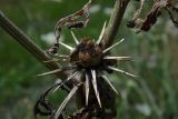 Centaurea iberica