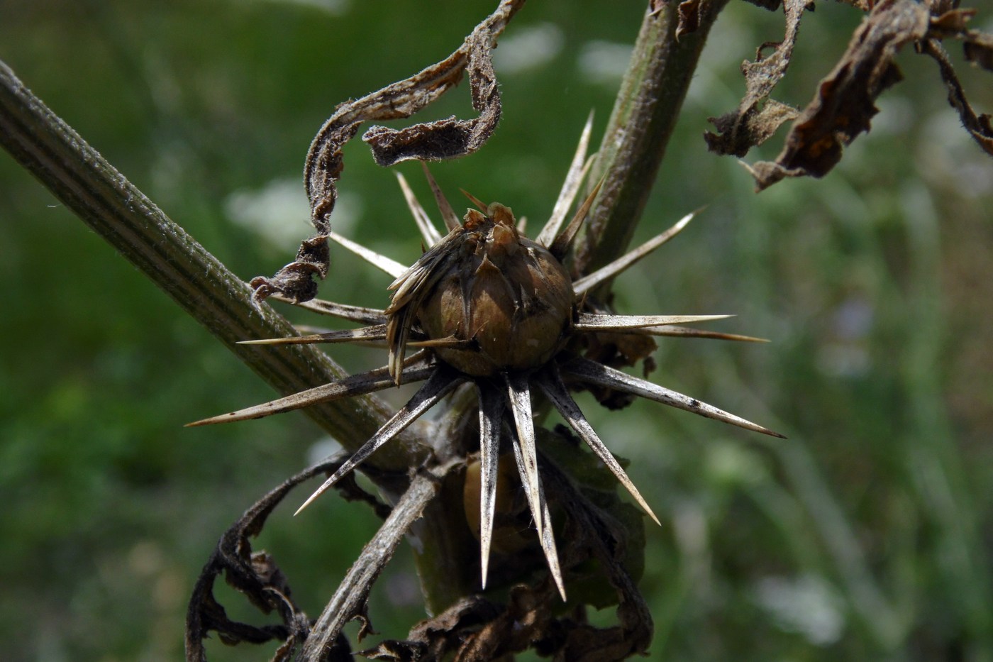 Image of Centaurea iberica specimen.