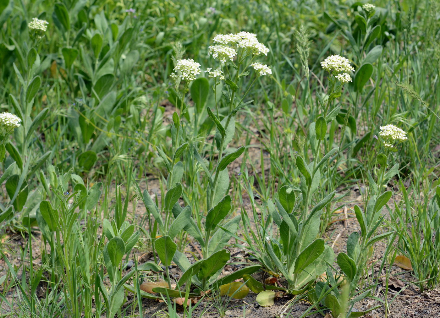 Image of Cardaria repens specimen.