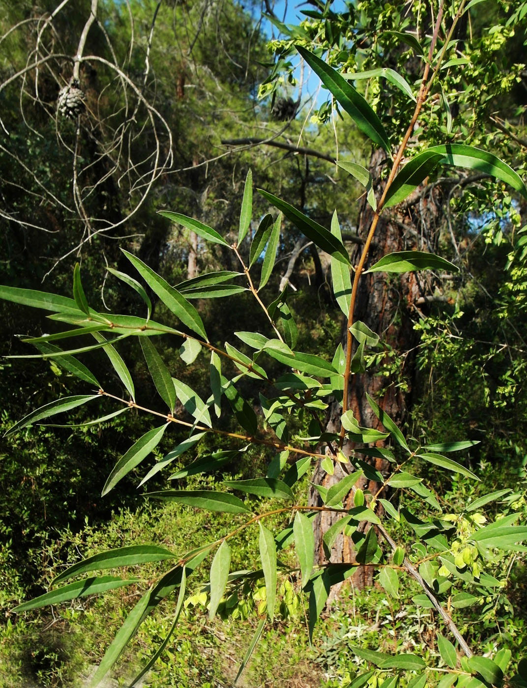 Image of Fontanesia phillyreoides specimen.