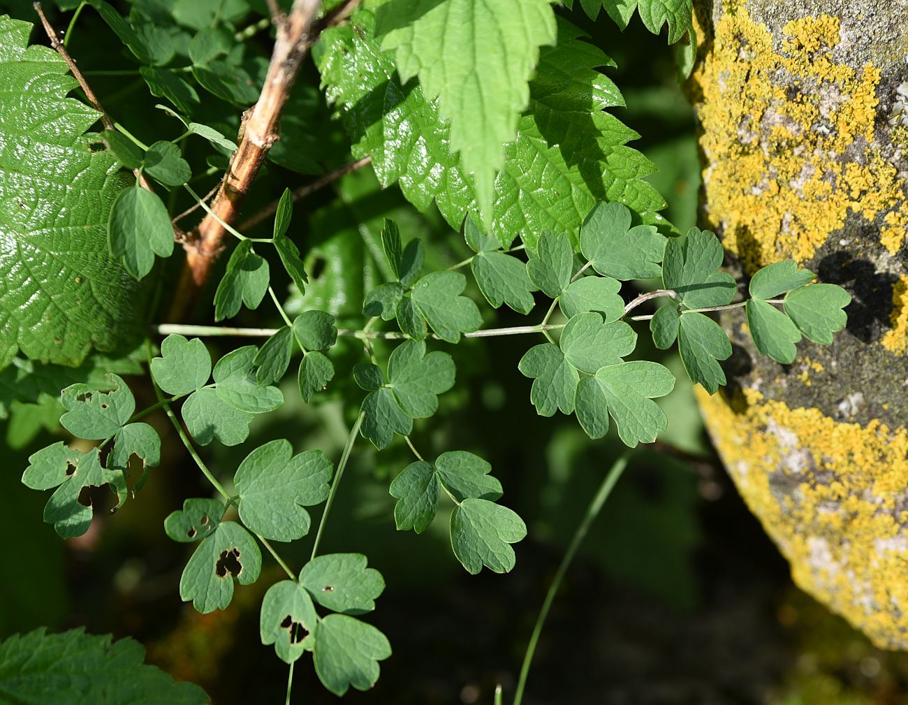 Image of Thalictrum minus specimen.