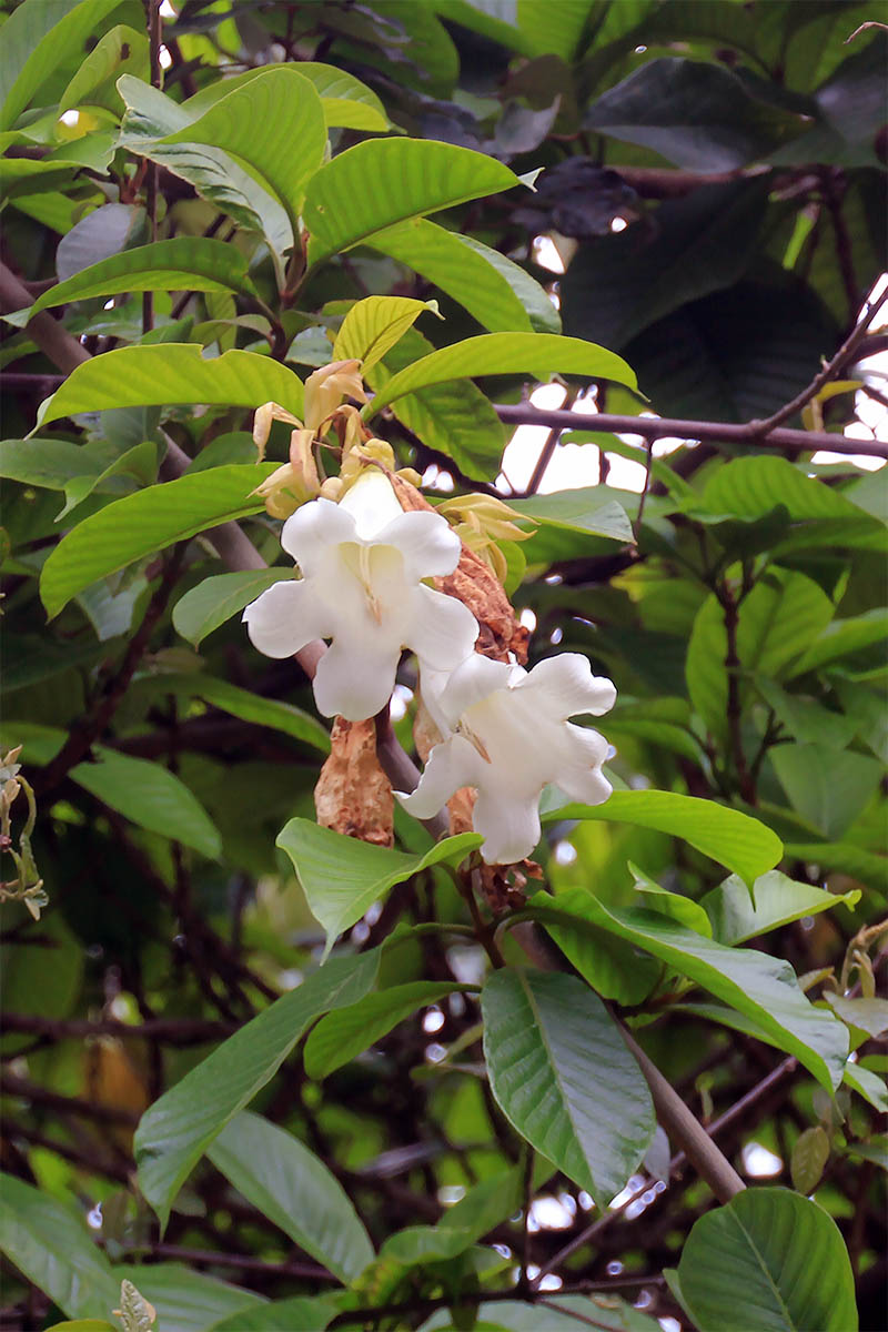 Image of Beaumontia grandiflora specimen.