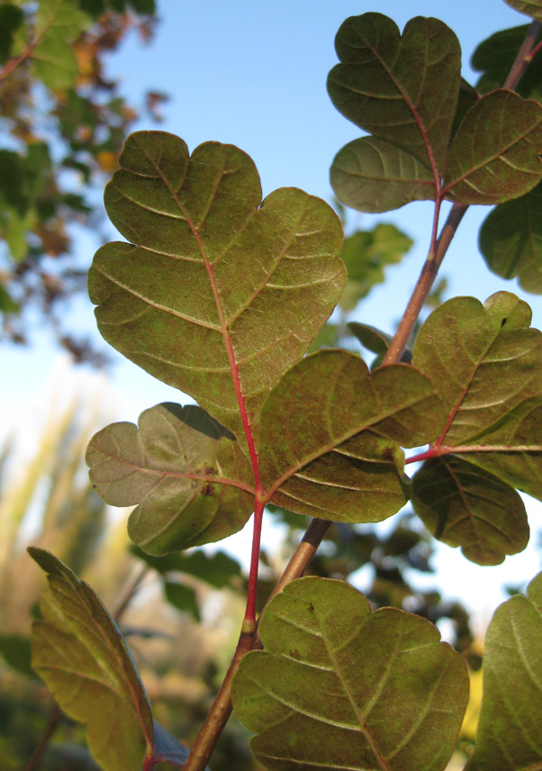 Изображение особи Rhus trilobata.