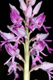 Orchis militaris подвид stevenii. Часть соцветия. Краснодарский край, Туапсинский р-н, Шепсинское с/п, окр. с. Дедеркой, участок каменистого склона над трассой. 17 мая 2022 г.