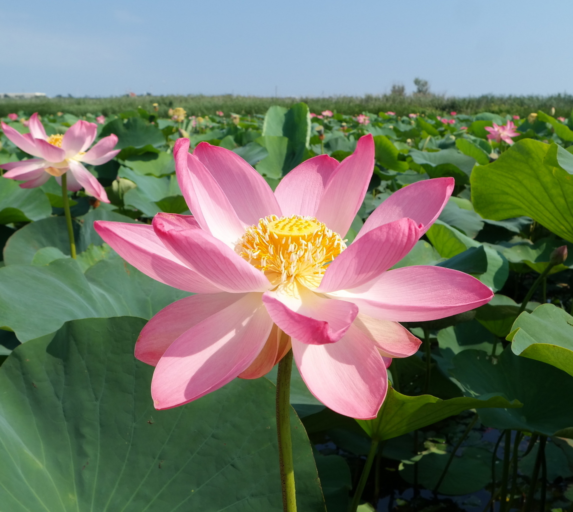 Image of Nelumbo caspica specimen.