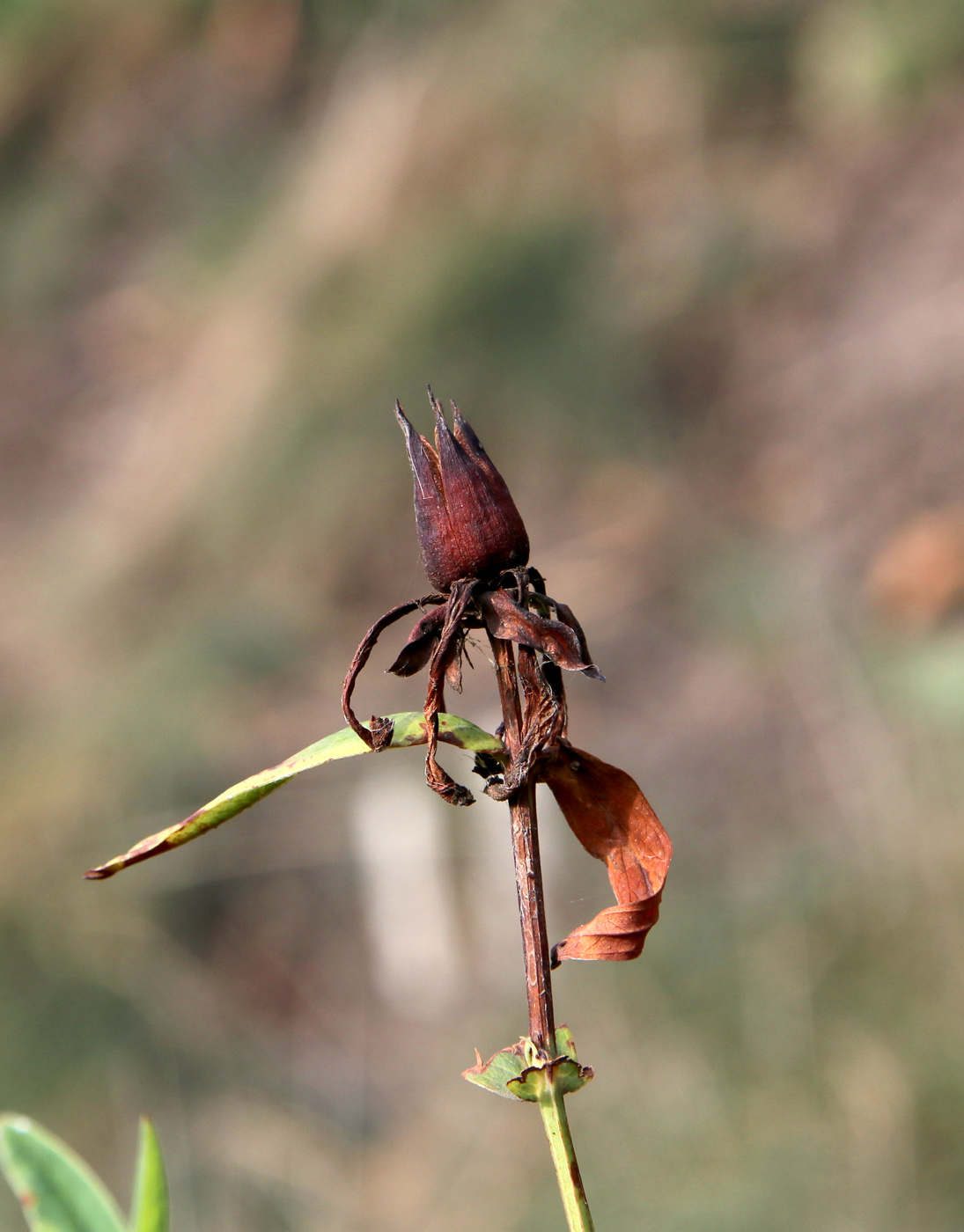 Image of Hypericum ascyron specimen.