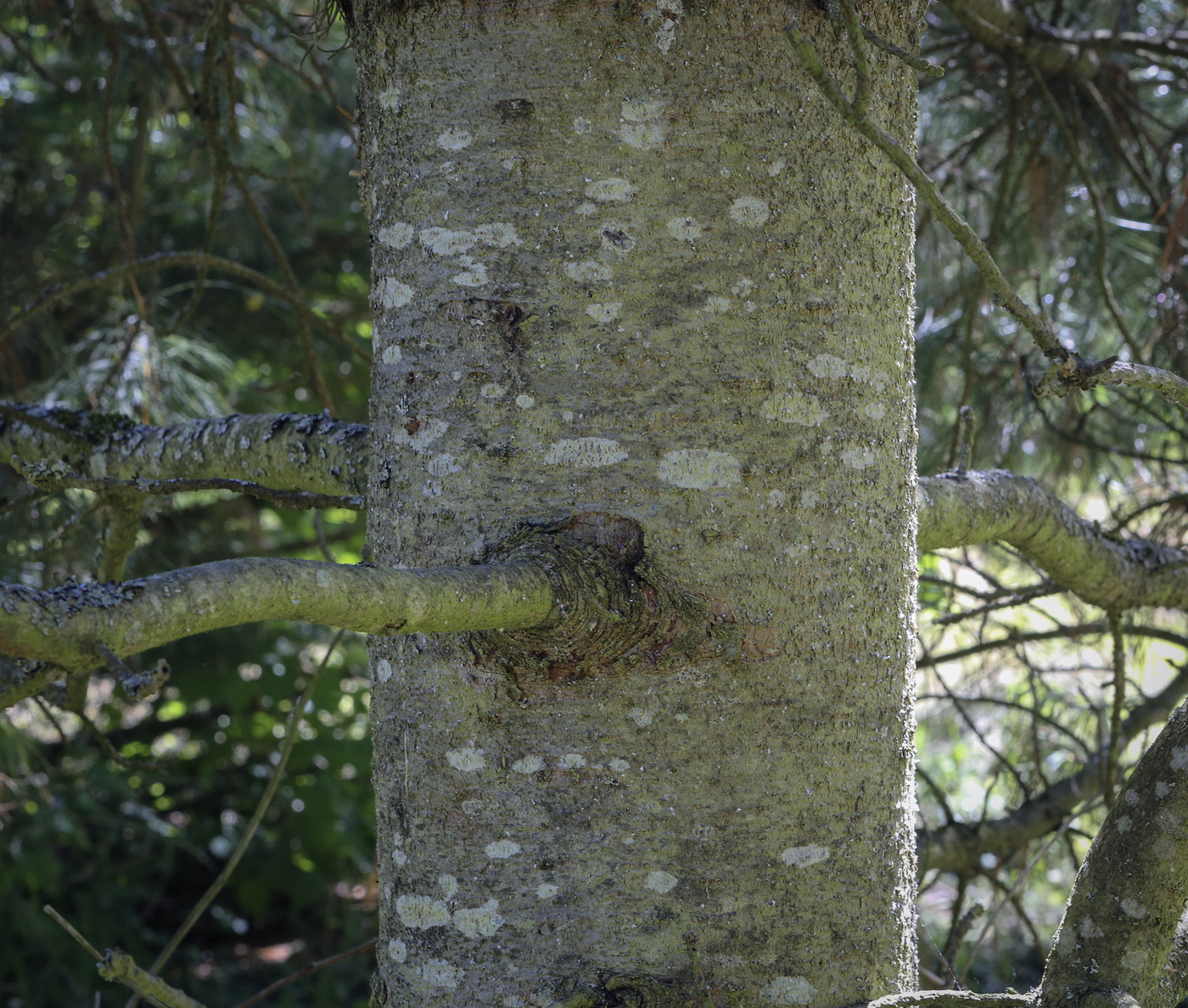 Image of Pinus koraiensis specimen.