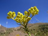 Helichrysum maracandicum