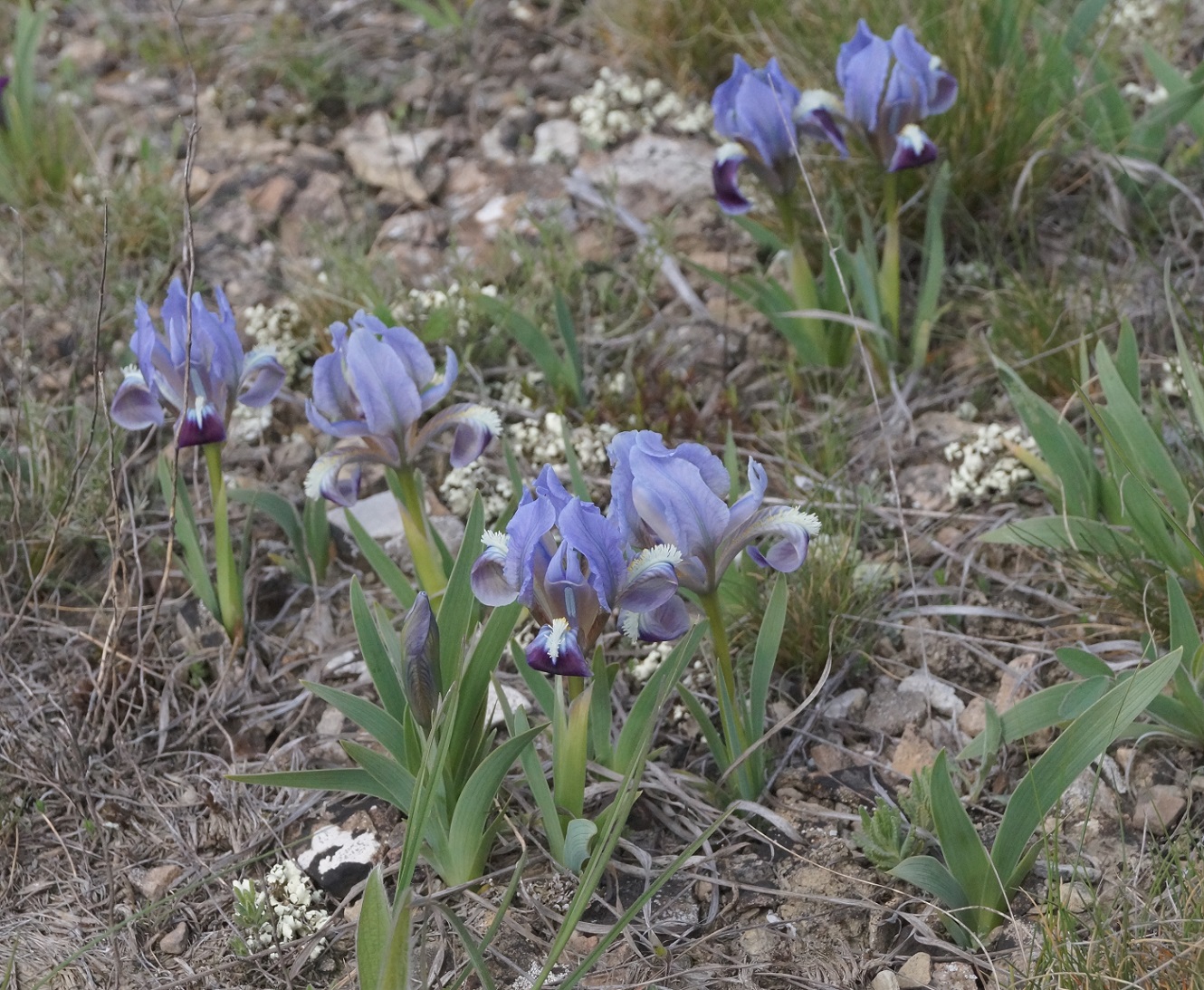 Image of Iris pumila specimen.