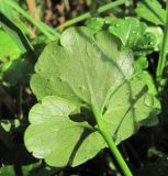 genus Ranunculus. Лист с грибными поражениями (вид на абаксиальную поверхность). Краснодарский край, Сочи, Лазаревский р-н, окр. ст. Уч-Дере, у ж. д. 15.12.2022.