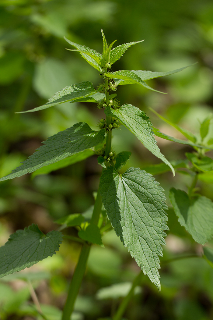 Image of Lamium album specimen.