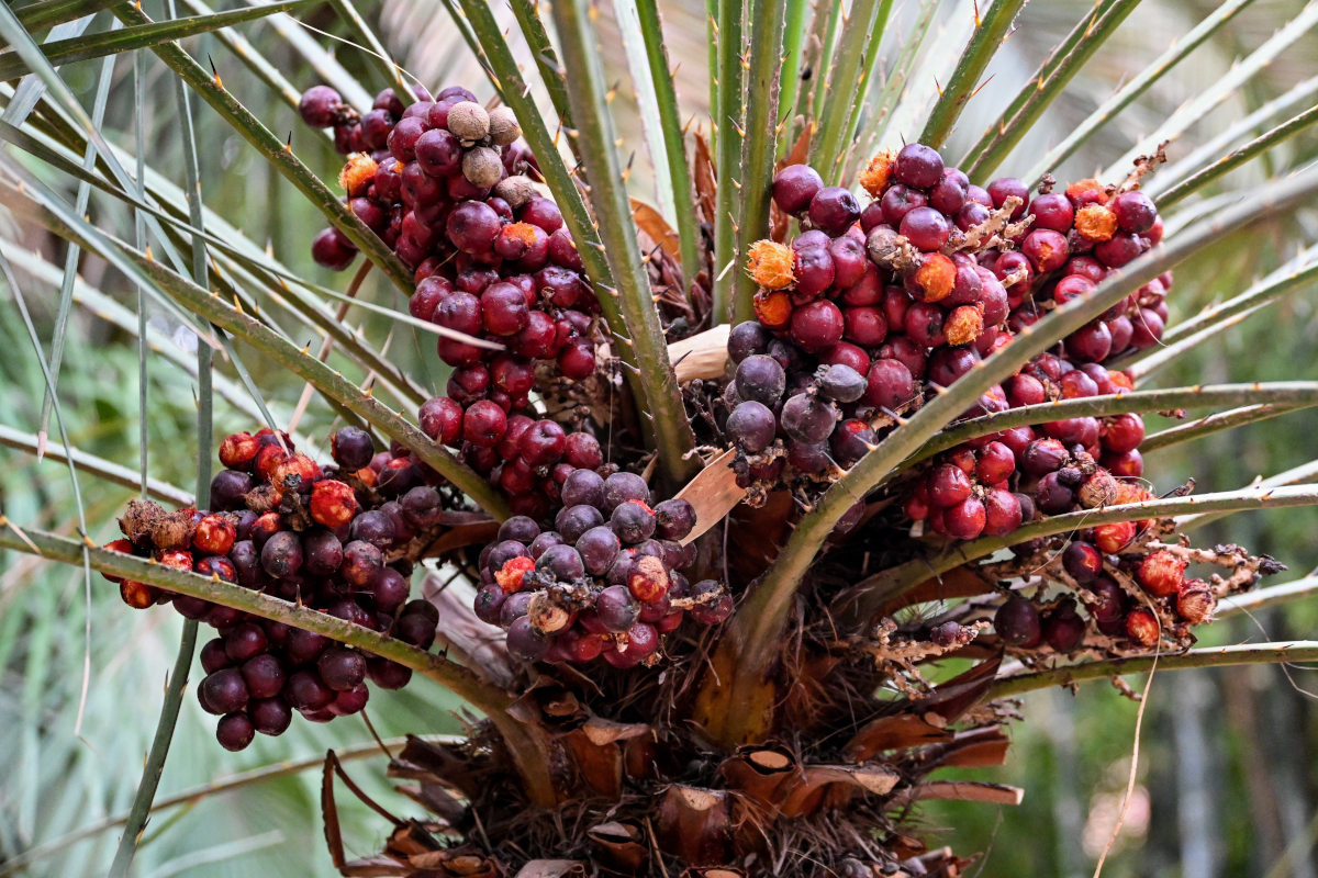 Изображение особи Chamaerops humilis.