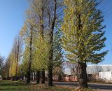 Populus &times; berolinensis