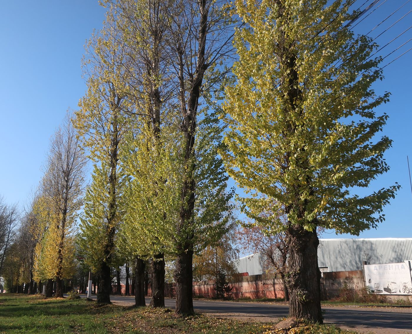 Image of Populus × berolinensis specimen.