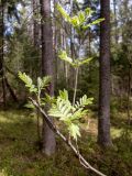 Sorbus aucuparia