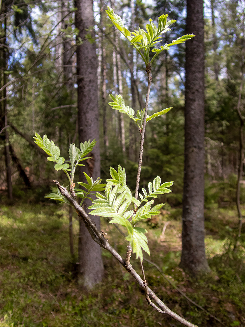 Image of Sorbus aucuparia specimen.