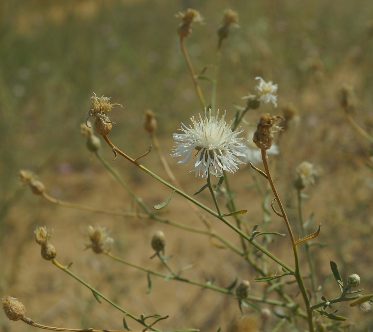 Изображение особи Centaurea odessana.