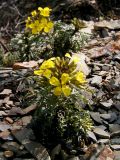 Erysimum callicarpum