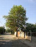 Platanus orientalis. Взрослое дерево в озеленении. Болгария, Бургасская обл., село Оризаре, в культуре. 13.09.2021.