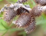 Xanthium orientale. Прошлогодние сухие соплодия. Краснодарский край, м/о Анапа, пос. Витязево, ул. Скифская, дюна, закреплённые пески. 03.06.2021.