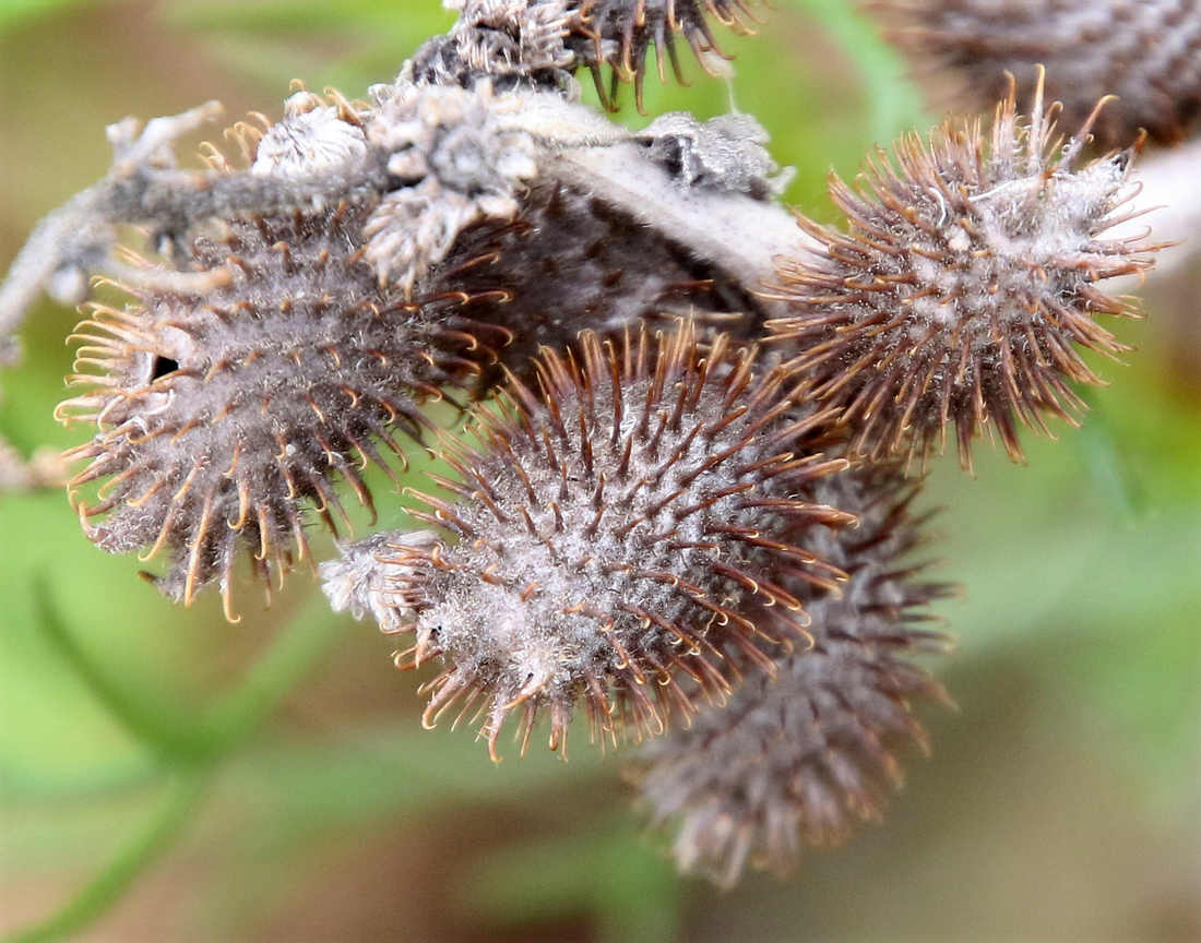 Image of Xanthium orientale specimen.