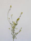 Sisymbrium loeselii