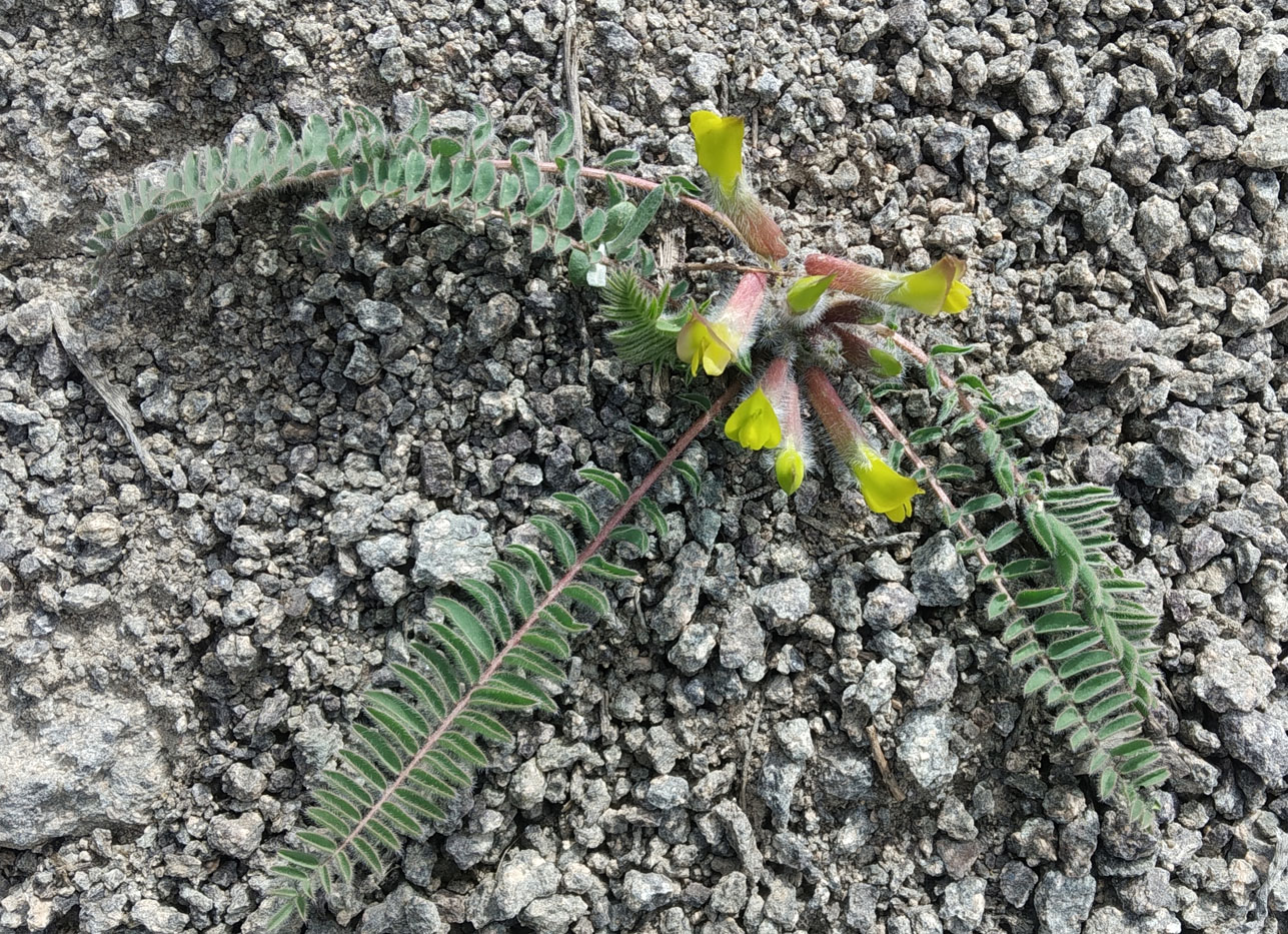 Image of Astragalus atrovinosus specimen.