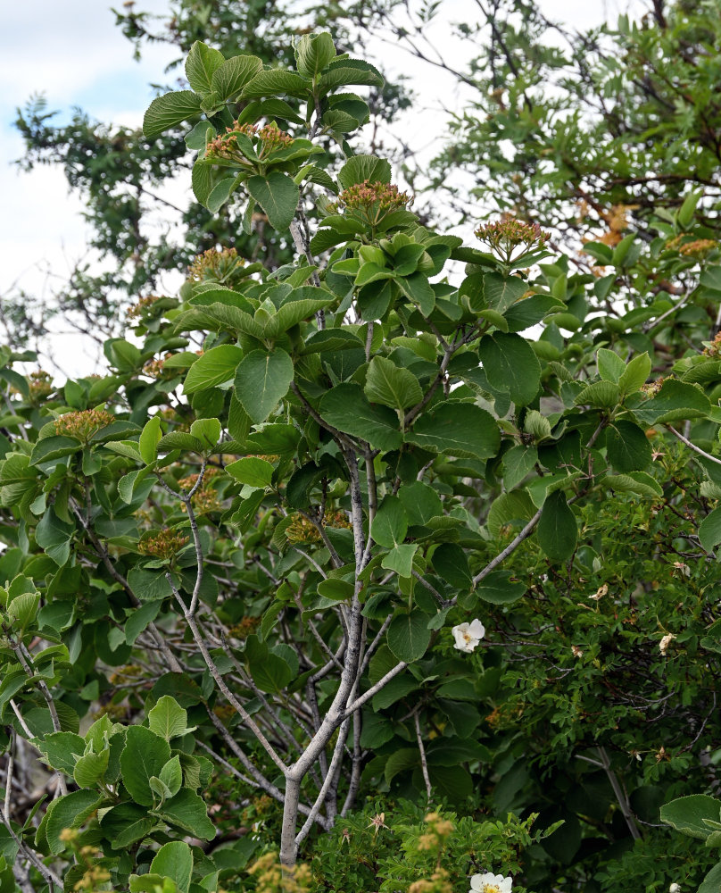 Изображение особи Viburnum lantana.