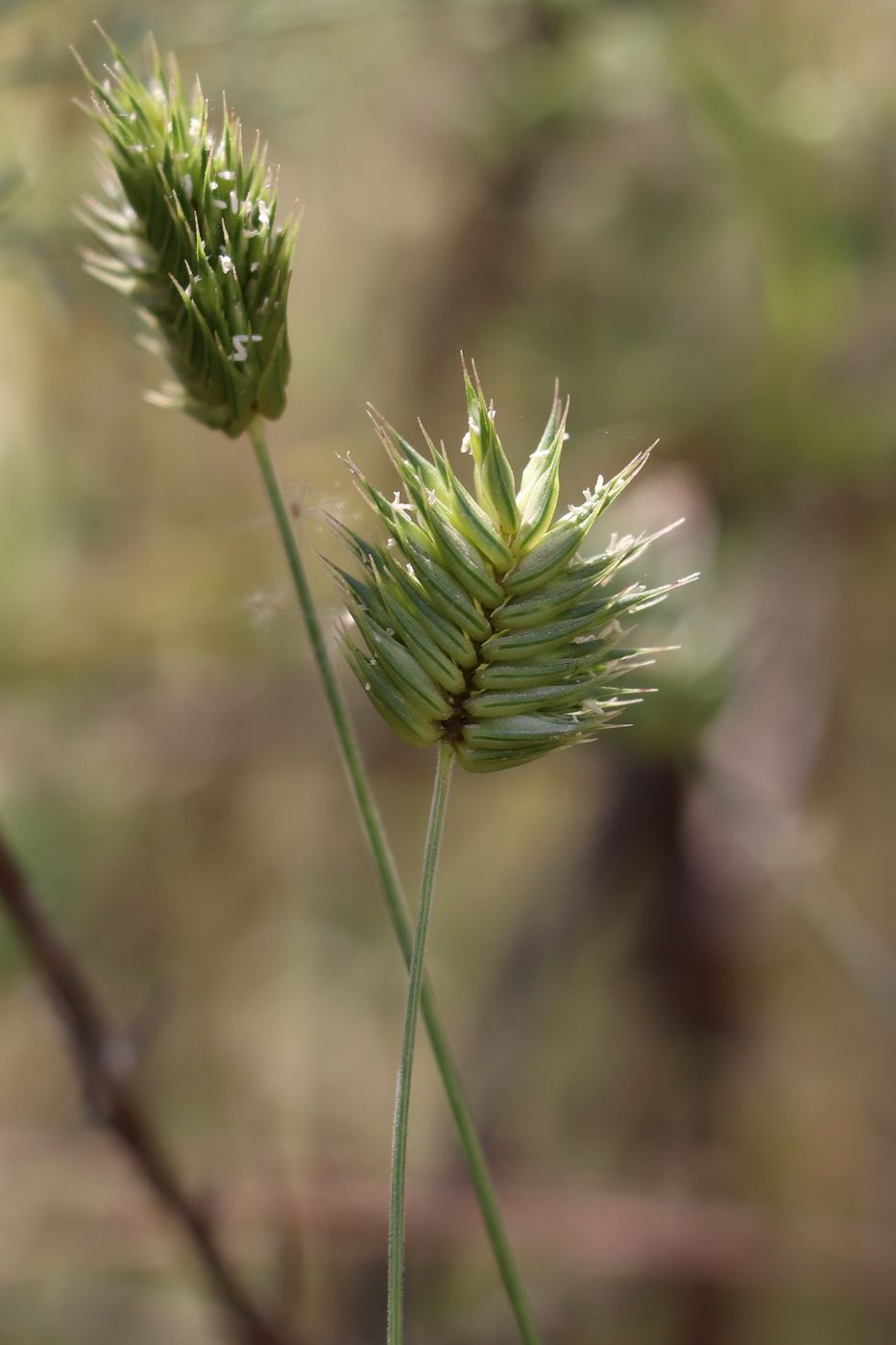 Image of Eremopyrum triticeum specimen.