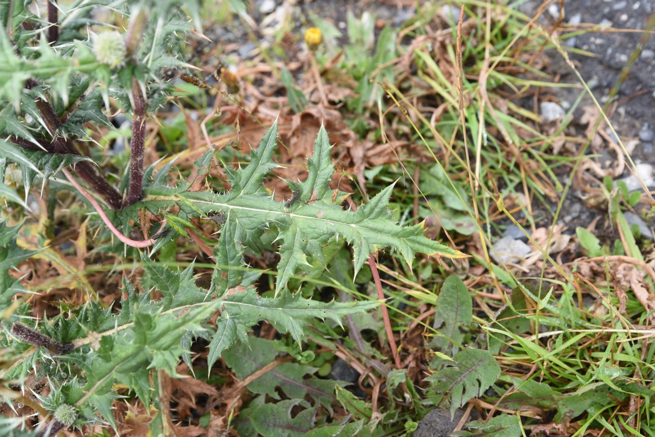 Image of Echinops sphaerocephalus specimen.