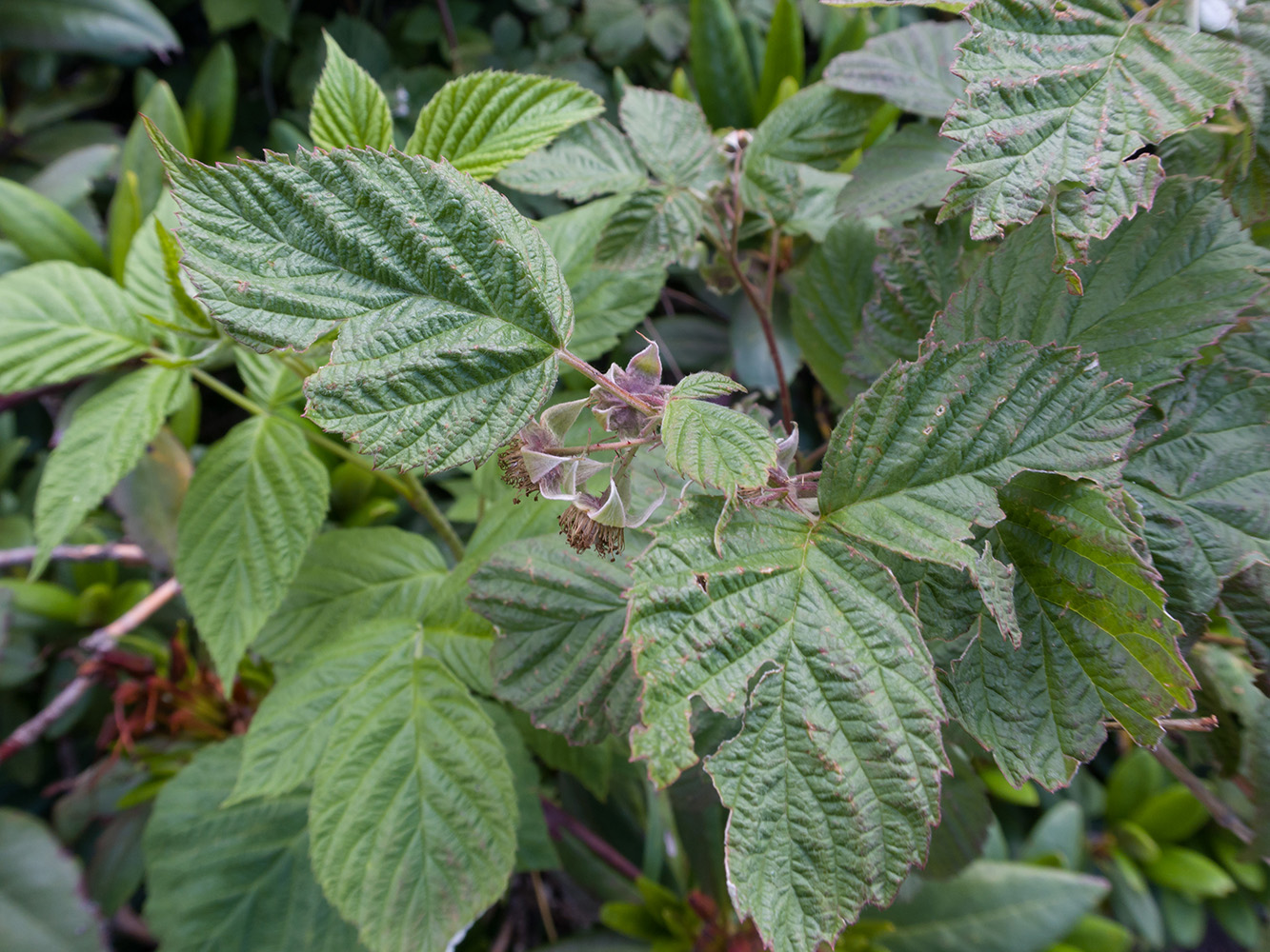 Изображение особи Rubus idaeus.