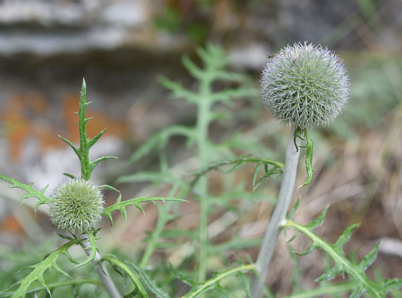Изображение особи Echinops ruthenicus.